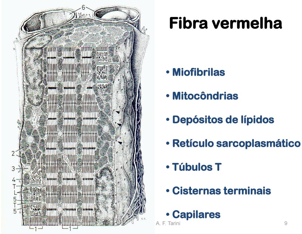 sarcoplasmático Túbulos T Cisternas