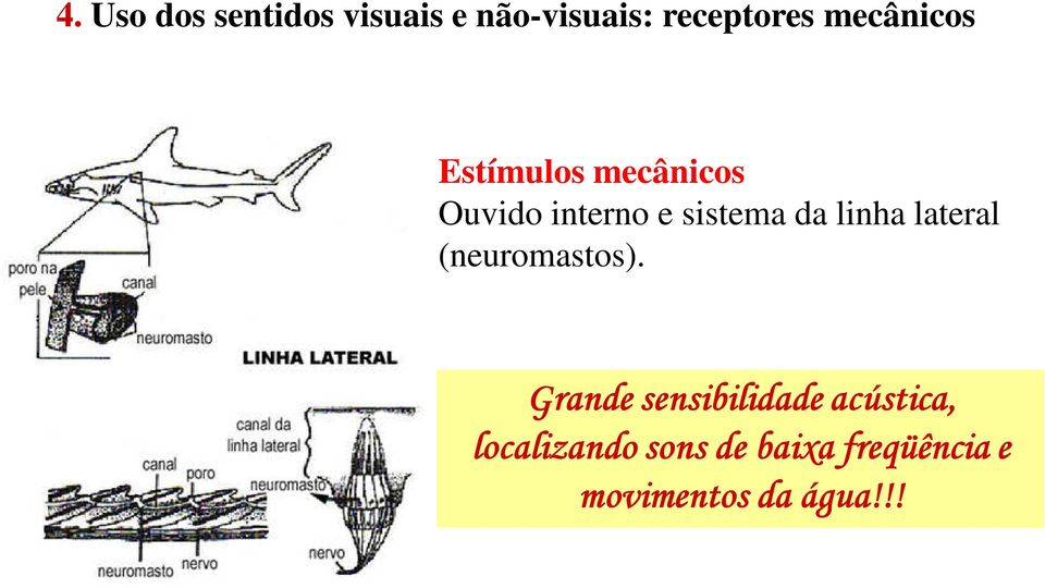 linha lateral (neuromastos).