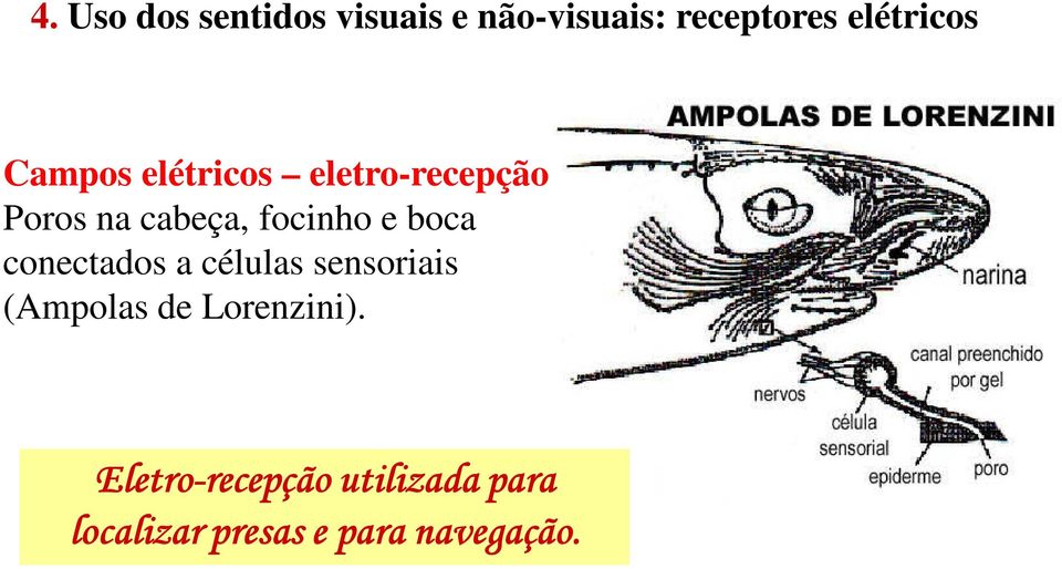 focinho e boca conectados a células sensoriais (Ampolas de