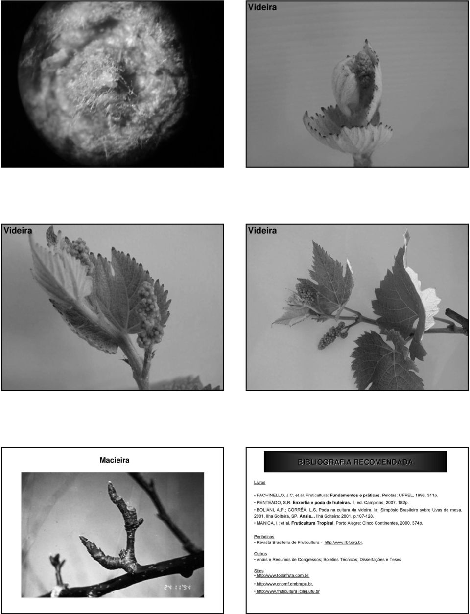 .. Ilha Solteira: 2001. p.107-128. MANICA, I.; et al. Fruticultura Tropical. Porto Alegre: Cinco Continentes, 2000. 374p.