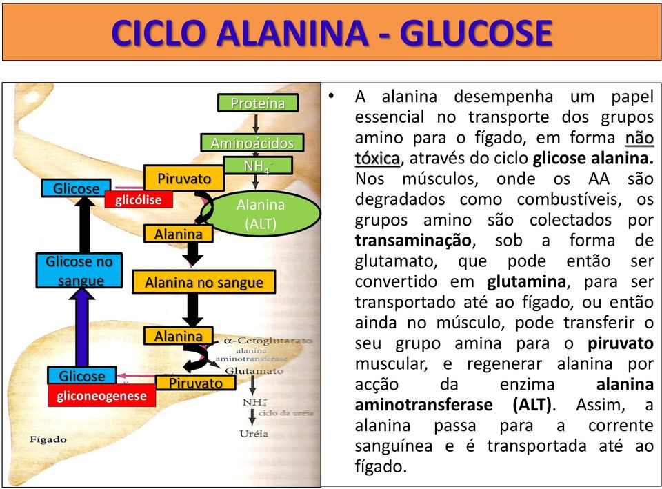 Nos músculos, onde os AA são degradados como combustíveis, os grupos amino são colectados por transaminação, sob a forma de glutamato, que pode então ser convertido em glutamina, para ser