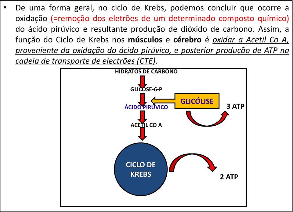Assim, a função do Ciclo de Krebs nos músculos e cérebro é oxidar a Acetil Co A, proveniente da oxidação do ácido