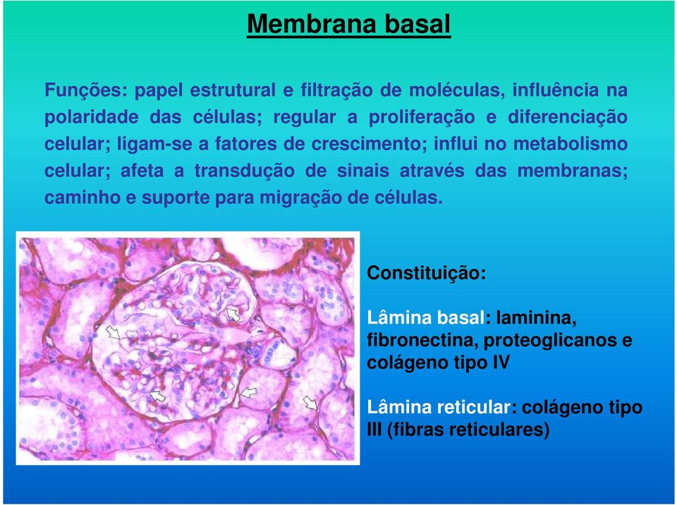 transdução de sinais através das membranas; caminho e suporte para migração de células.