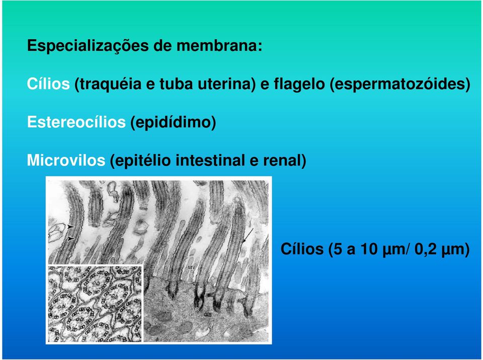 Estereocílios (epidídimo) Microvilos