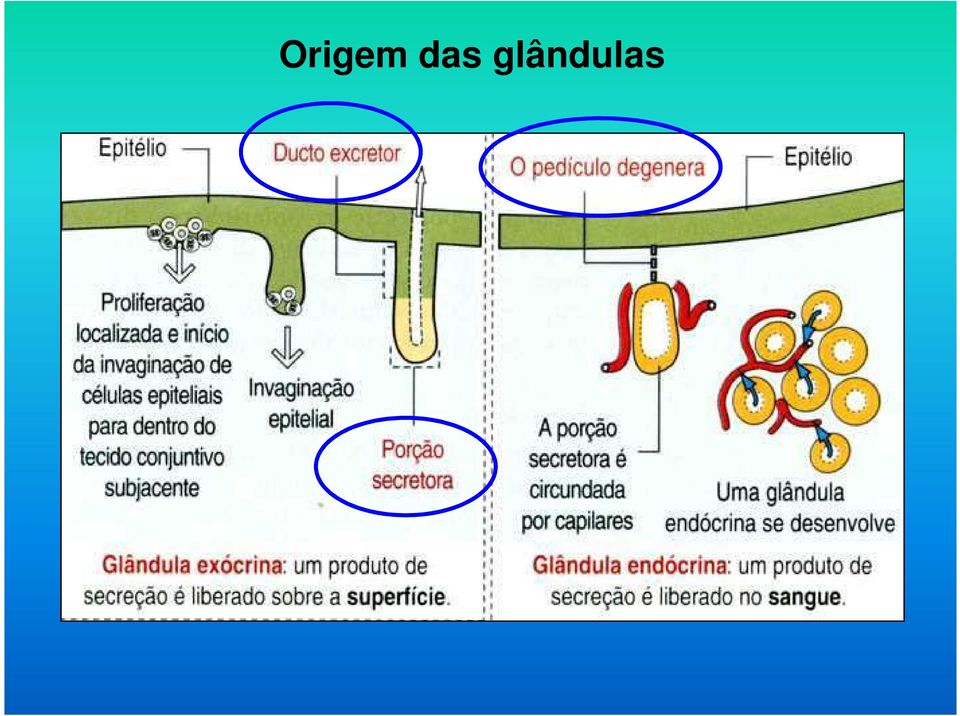 glândulas