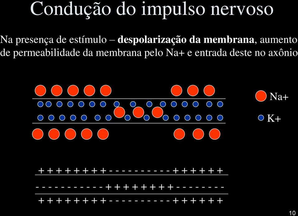 axônio Na+ K+ + + + + + + + + - - - - - - - - - - + + + + + + - - - - - - - -