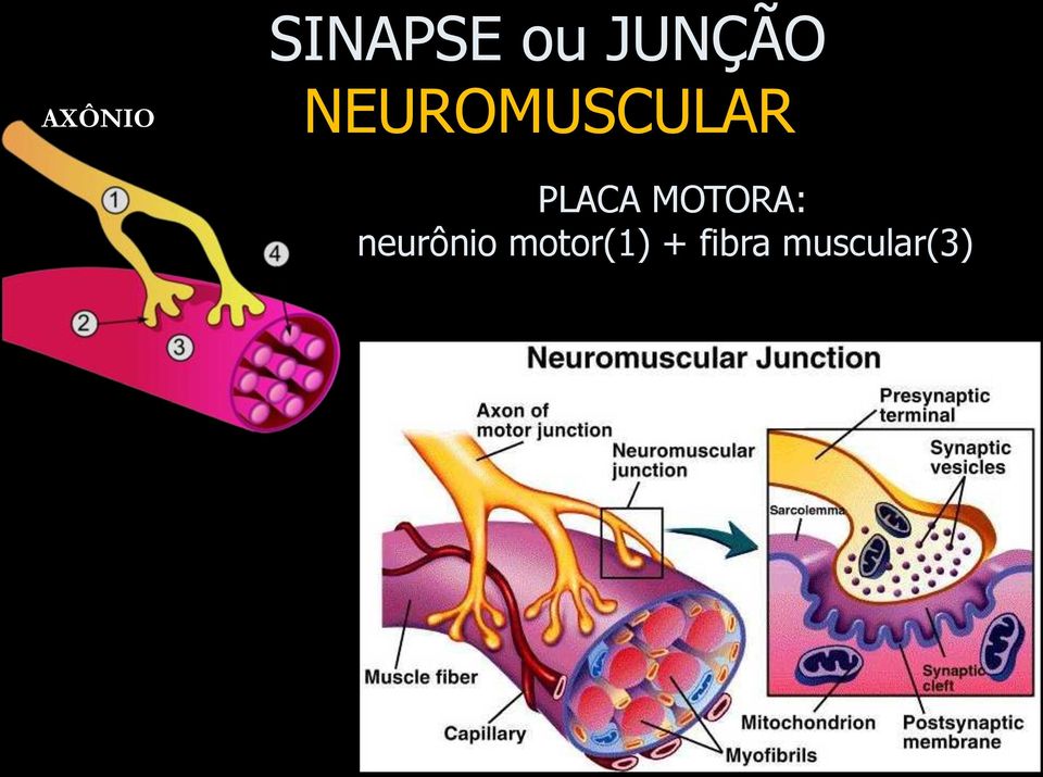 PLACA MOTORA: neurônio