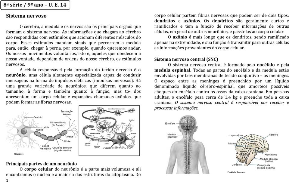 Esses estímulos mandam sinais que percorrem a medula para, então, chegar à perna, por exemplo, quando queremos andar.