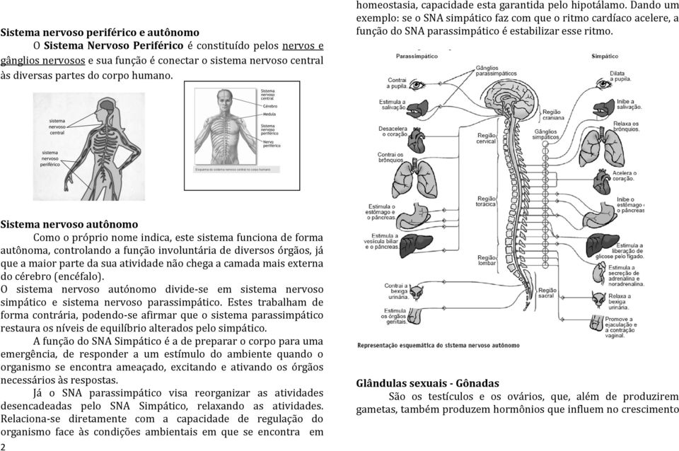 Sistema nervoso autônomo Como o próprio nome indica, este sistema funciona de forma autônoma, controlando a função involuntária de diversos órgãos, já que a maior parte da sua atividade não chega a