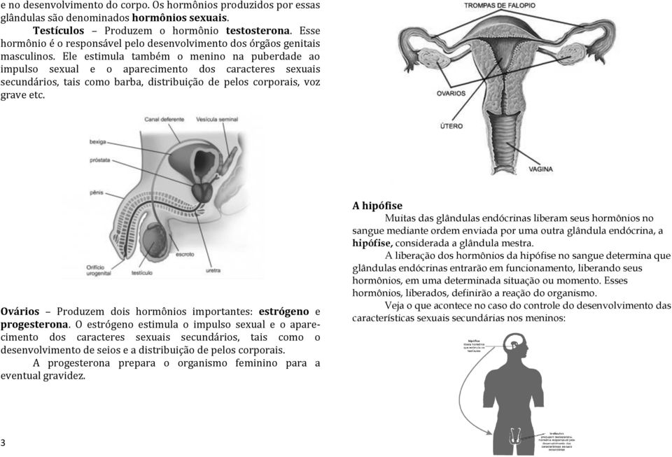 Ele estimula também o menino na puberdade ao impulso sexual e o aparecimento dos caracteres sexuais secundários, tais como barba, distribuição de pelos corporais, voz grave etc.