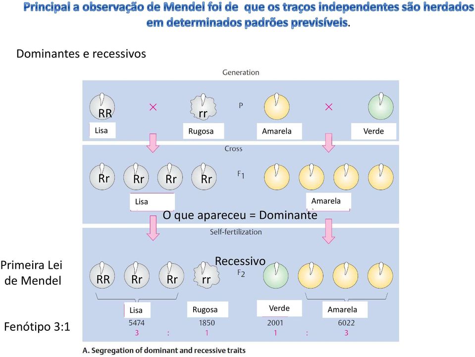 Dominante Amarela Primeira Lei de Mendel RR Rr