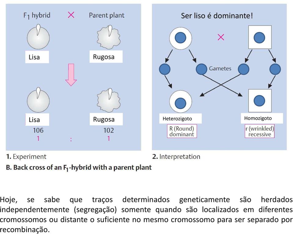 determinados geneticamente são herdados independentemente (segregação)