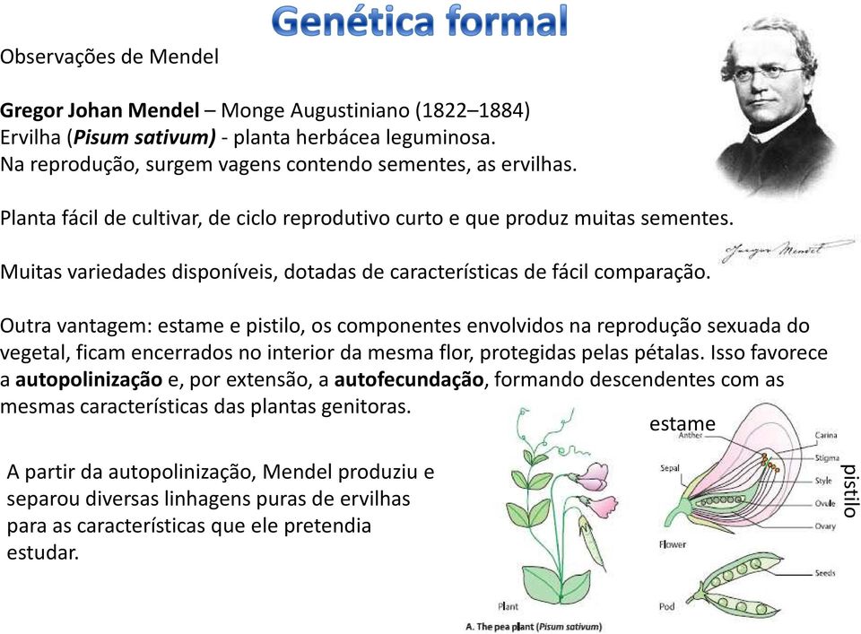 Outra vantagem: estame e pistilo, os componentes envolvidos na reprodução sexuada do vegetal, ficam encerrados no interior da mesma flor, protegidas pelas pétalas.