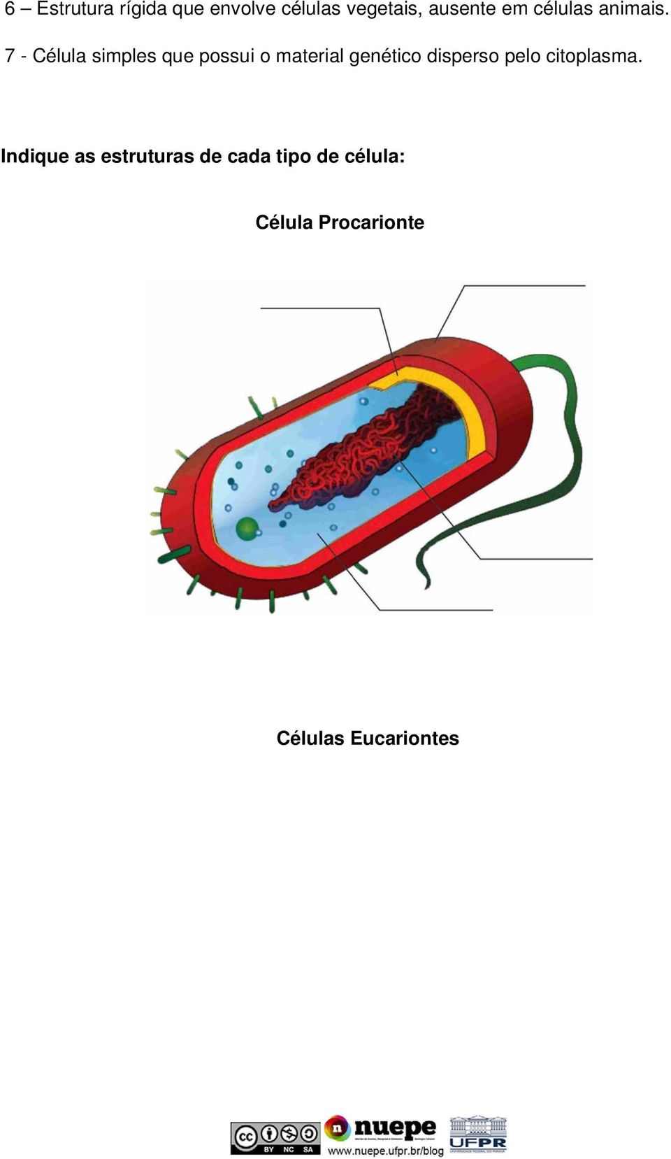 7 - Célula simples que possui o material genético disperso