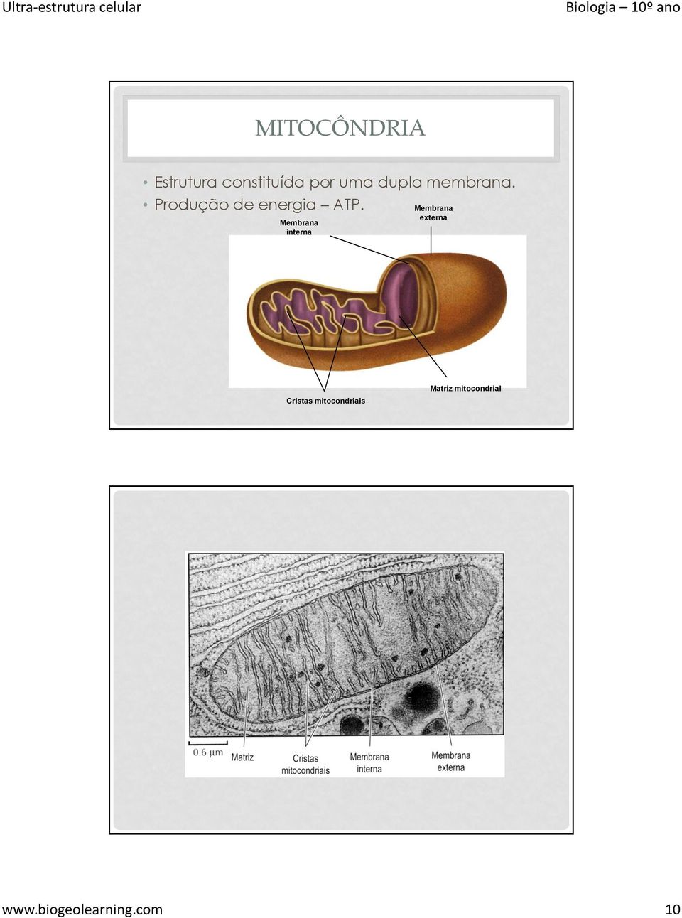 Membrana interna Membrana externa Cristas