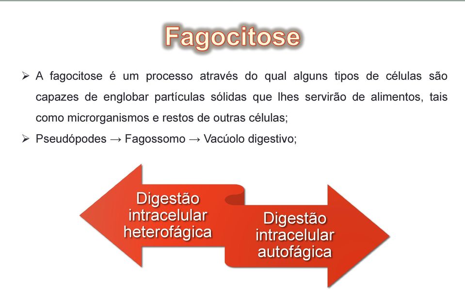 como microrganismos e restos de outras células; Pseudópodes Fagossomo