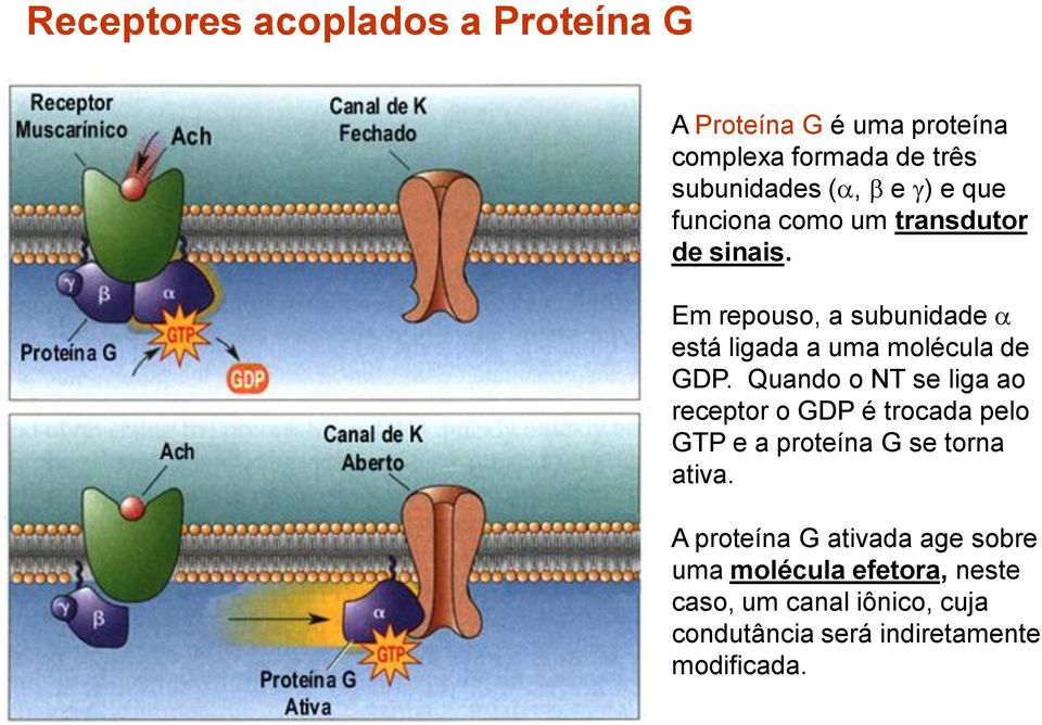 Quando o NT se liga ao receptor o GDP é trocada pelo GTP e a proteína G se torna ativa.