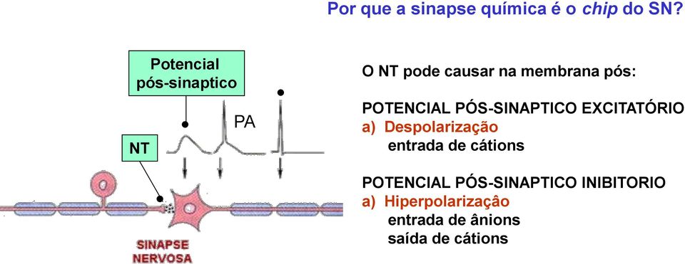 POTENCIAL PÓS-SINAPTICO EXCITATÓRIO a) Despolarização entrada de