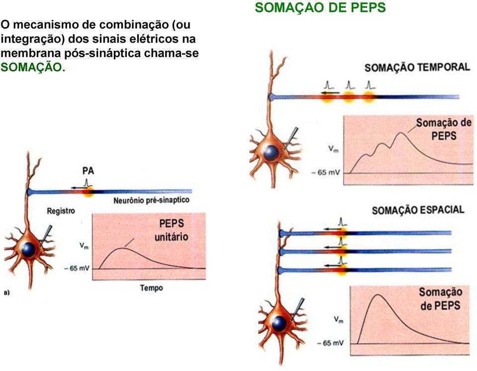 elétricos na membrana