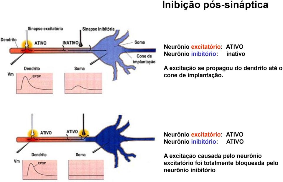 Neurônio excitatório: ATIVO Neurônio inibitório: ATIVO A excitação