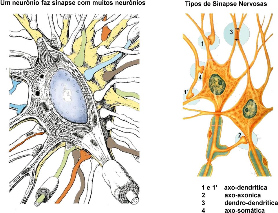 Nervosas 1 e 1 axo-dendritica 2