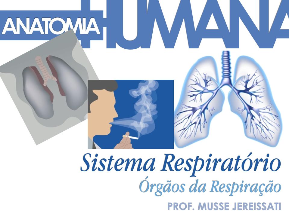 Respiratório Órgãos