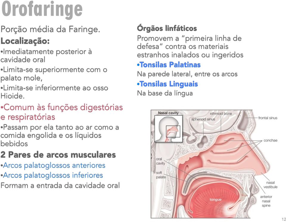 Comum às funções digestórias e respiratórias Passam por ela tanto ao ar como a comida engolida e os líquidos bebidos 2 Pares de arcos musculares Arcos