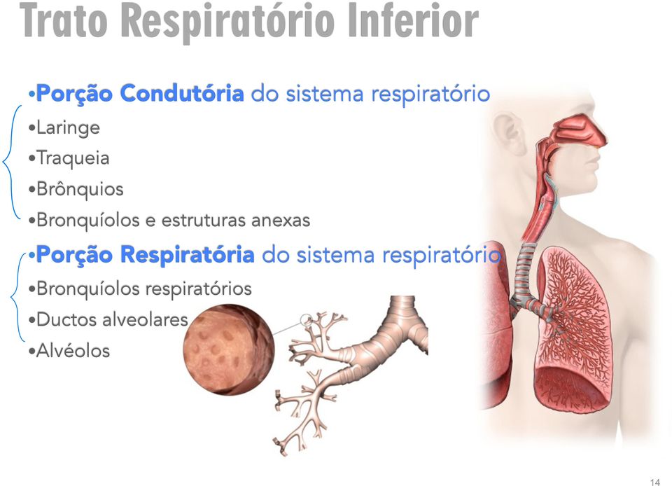 estruturas anexas Porção Respiratória do sistema