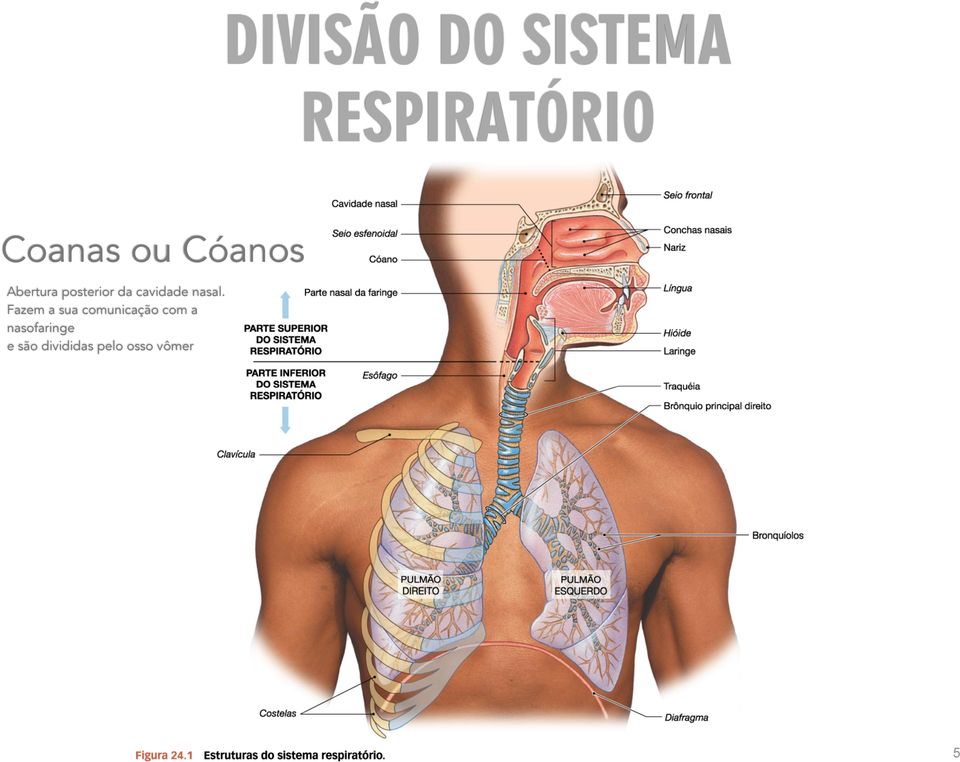 nasal.