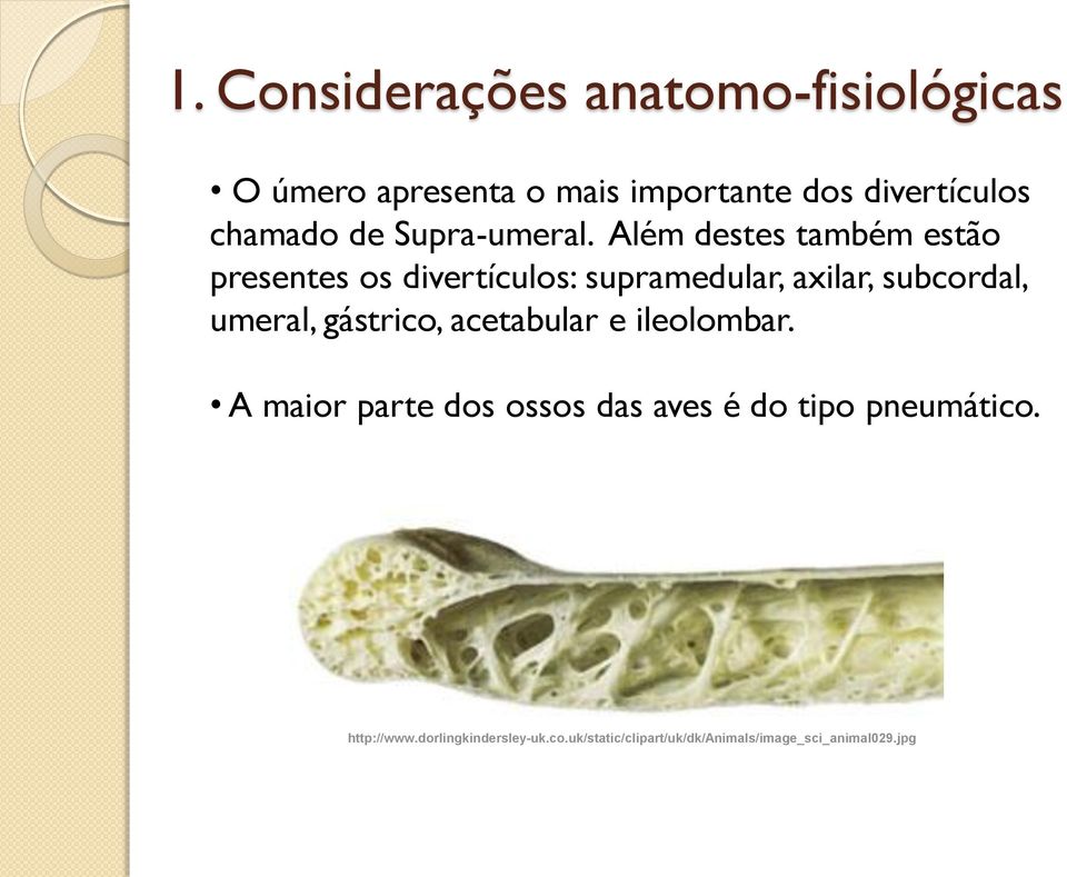 Além destes também estão presentes os divertículos: supramedular, axilar, subcordal, umeral,