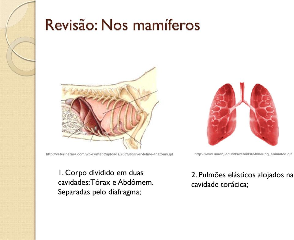 umdnj.edu/idsweb/idst3400/lung_animated.gif 1.
