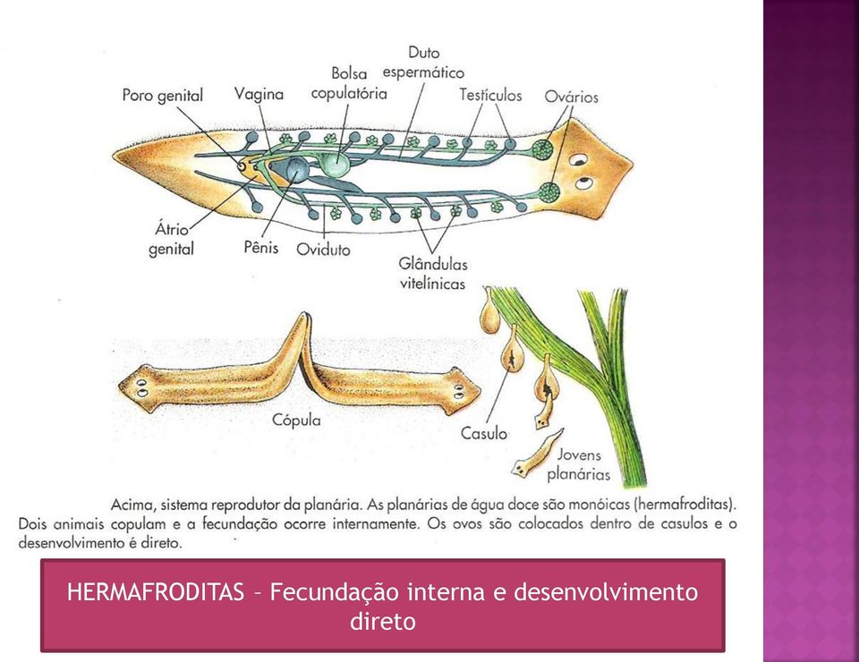 interna e