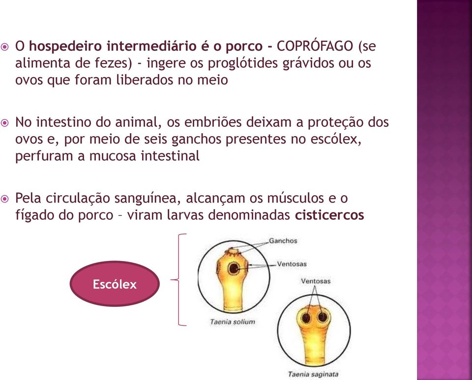 proteção dos ovos e, por meio de seis ganchos presentes no escólex, perfuram a mucosa intestinal