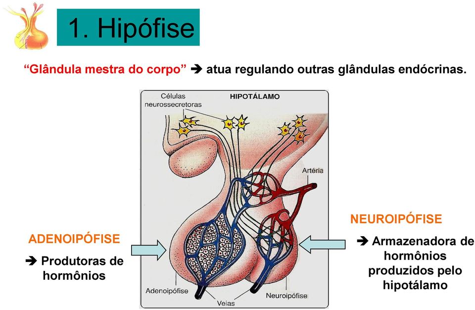 ADENOIPÓFISE Produtoras de hormônios