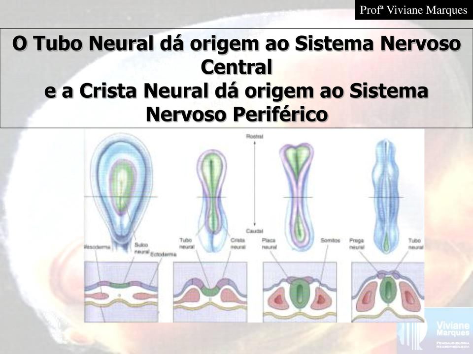 Nervoso Central e a Crista 