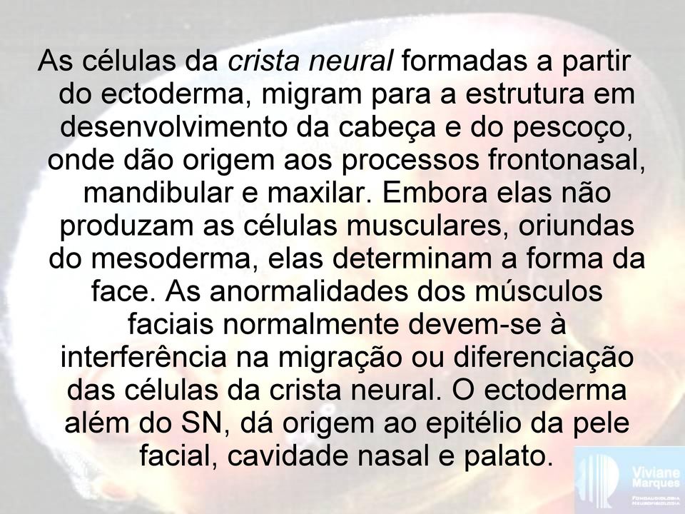 Embora elas não produzam as células musculares, oriundas do mesoderma, elas determinam a forma da face.