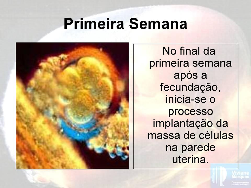 fecundação, inicia-se o processo