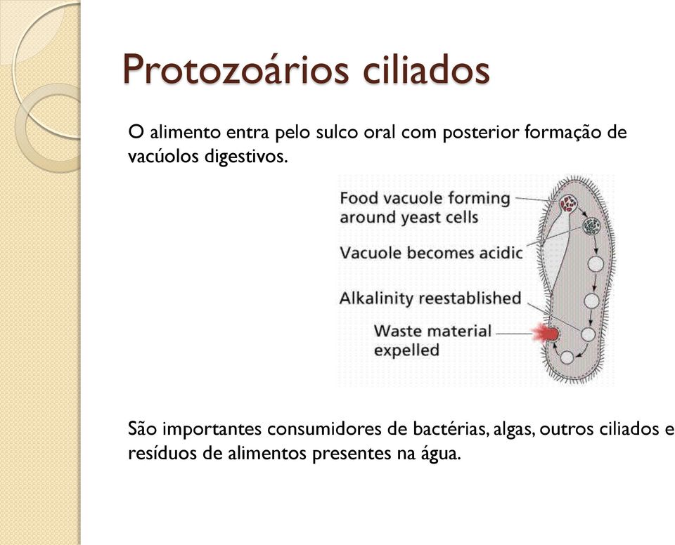 São importantes consumidores de bactérias, algas,