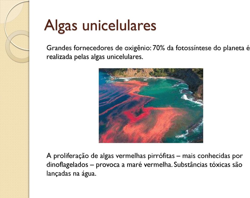A proliferação de algas vermelhas pirrófitas mais conhecidas por