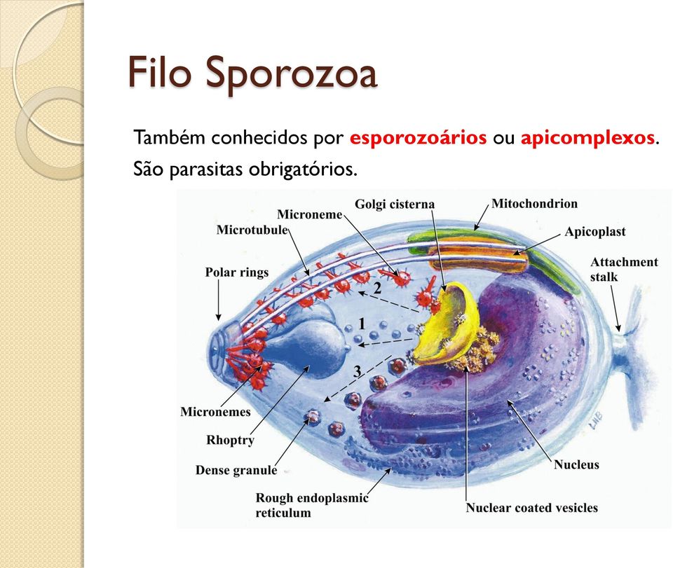 esporozoários ou