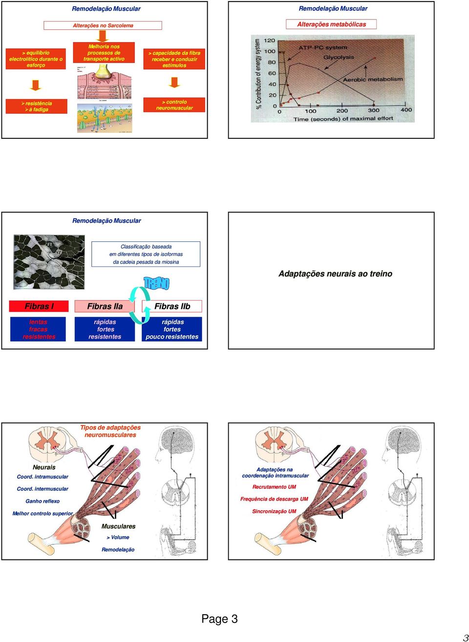 Remodelação Muscular Classificação baseada em diferentes tipos de isoformas da cadeia pesada da miosina Adaptações neurais ao treino Fibras I lentas fracas resistentes Fibras IIa rápidas fortes