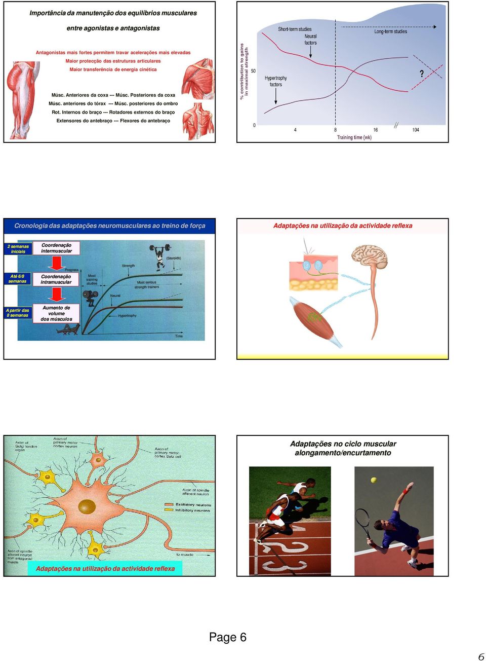 Internos do braço --- Rotadores externos do braço Extensores do antebraço --- Flexores do antebraço Cronologia das adaptações neuromusculares ao treino de força 2 semanas iniciais Coordenação