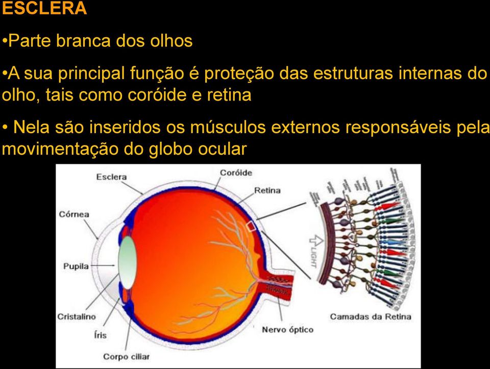 tais como coróide e retina Nela são inseridos os