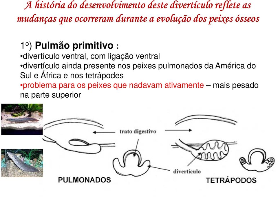 ligação ventral divertículo ainda presente nos peixes pulmonados da América do Sul e