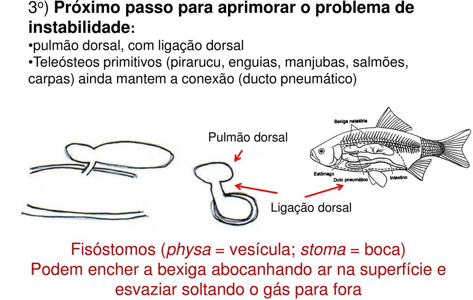 conexão (ducto pneumático) Pulmão dorsal Ligação dorsal Fisóstomos (physa = vesícula; stoma