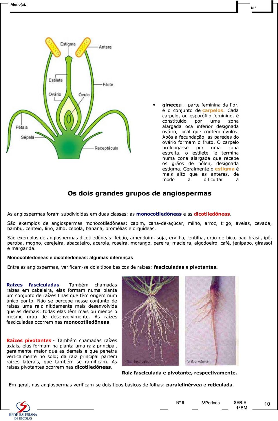 Geralmente o estigma é mais alto que as anteras, de modo a dificultar a Os dois grandes grupos de angiospermas As angiospermas foram subdivididas em duas classes: as monocotiledôneas e as