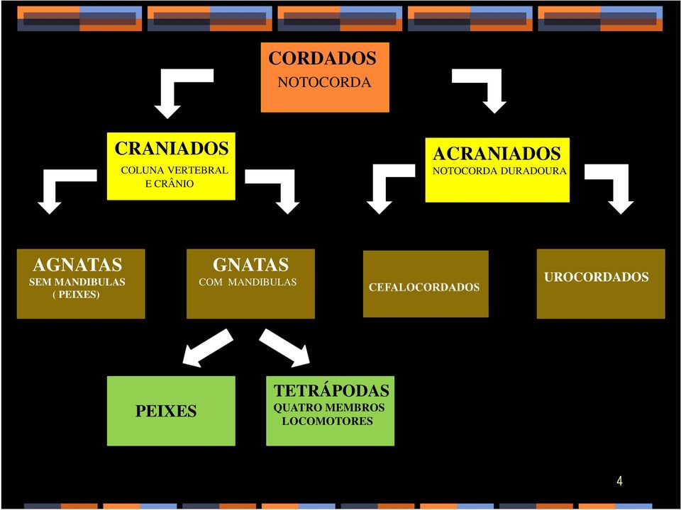 MANDIBULAS ( PEIXES) GNATAS COM MANDIBULAS