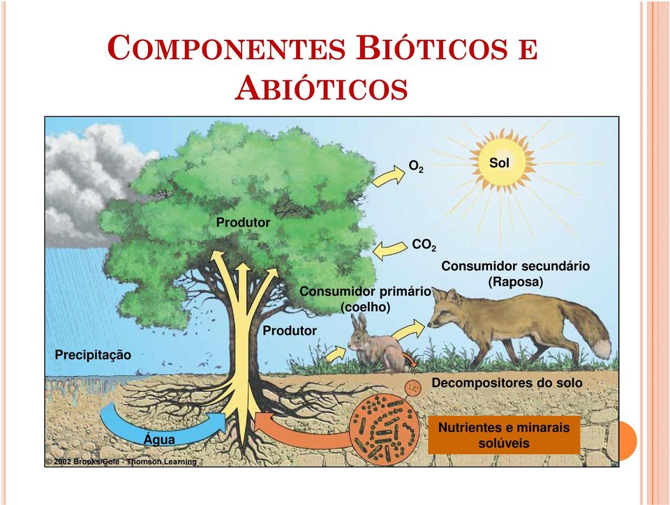 primário (coelho) Consumidor secundário (Raposa)