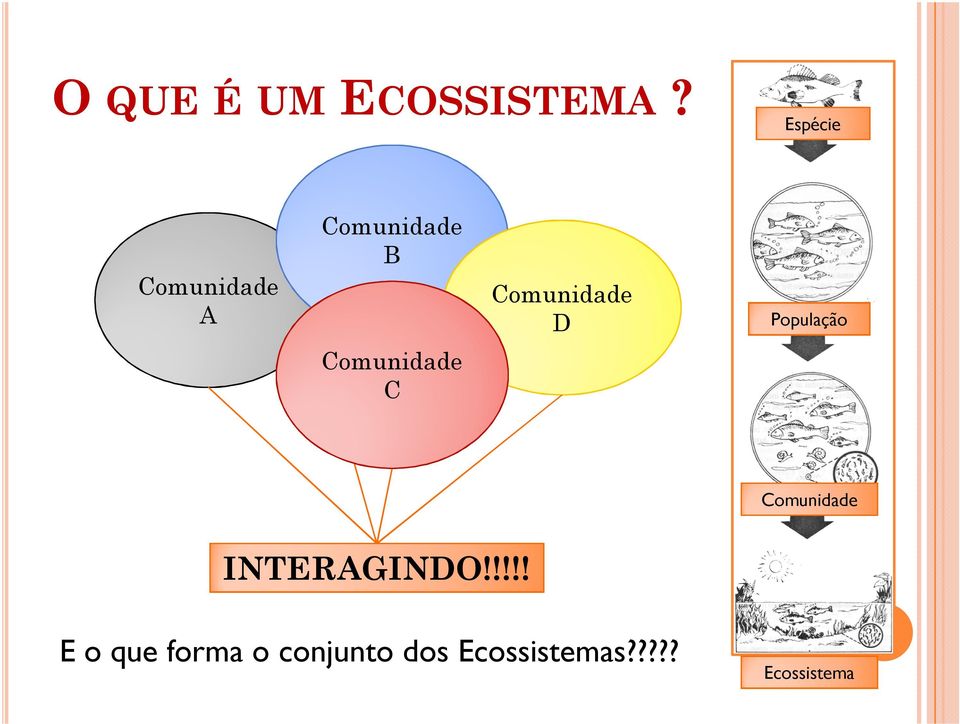 D População Comunidade C Comunidade