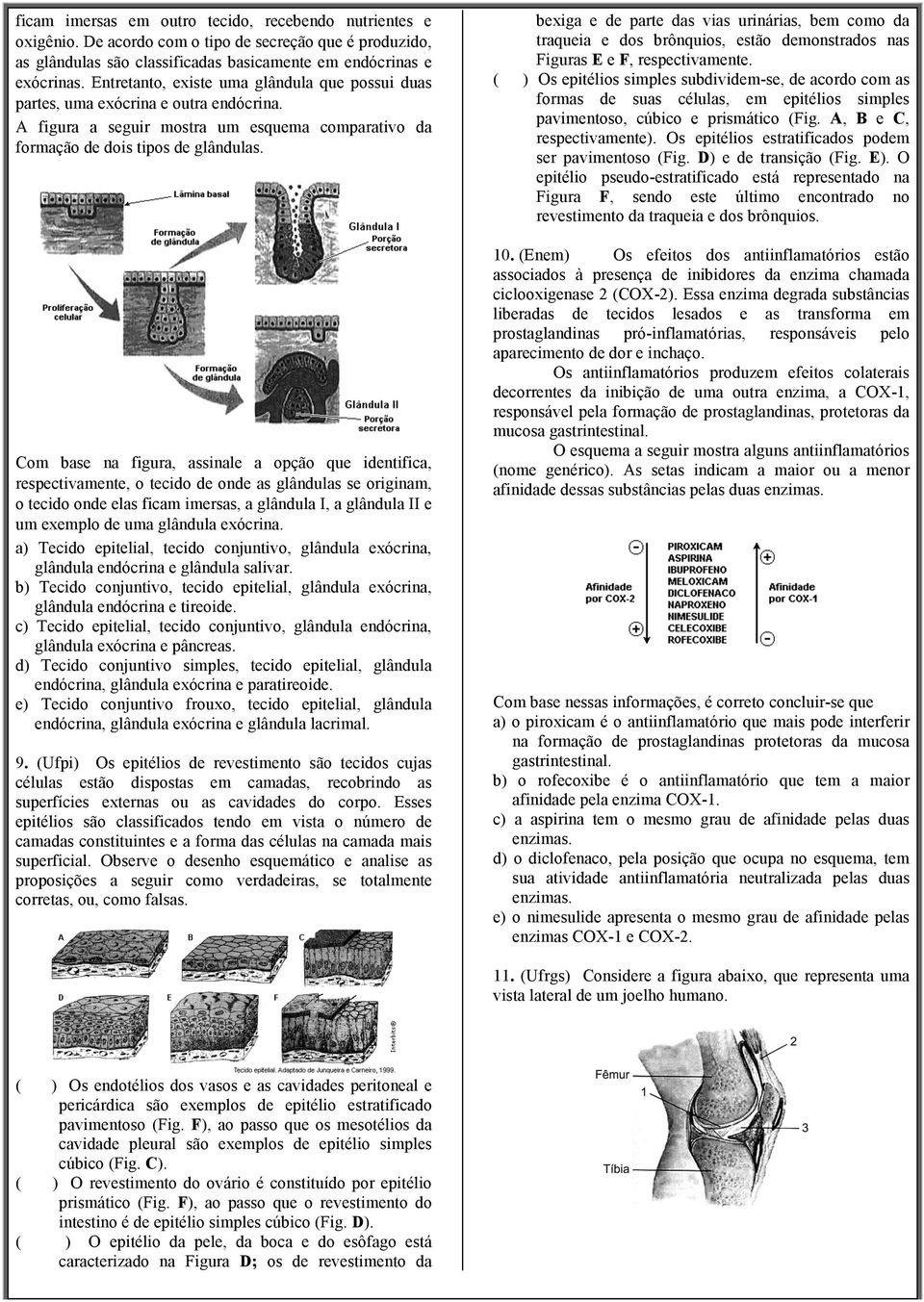 Com base na figura, assinale a opção que identifica, respectivamente, o tecido de onde as glândulas se originam, o tecido onde elas ficam imersas, a glândula I, a glândula II e um exemplo de uma